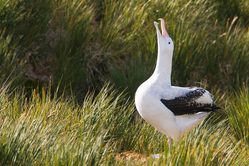 Wandering Albatross Diplaying